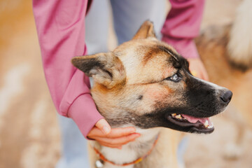 A close-up of a happy dog being gently held by a person, showcasing the bond between them. The dog...