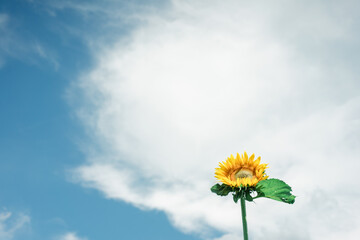 空と向日葵