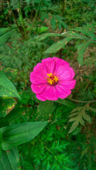 Pink flower in the garden