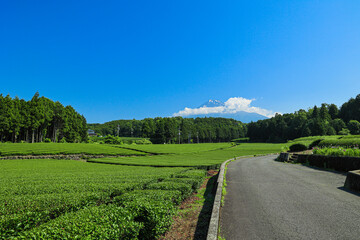 Fototapeta premium 【静岡県】富士山と茶畑の青空風景