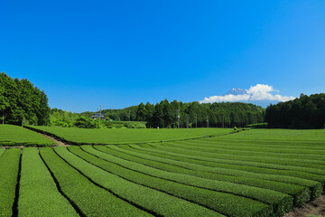 【静岡県】富士山と茶畑の青空風景