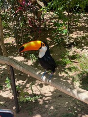 toucan in the zoo © Emma