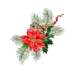 Poinsettia with fir branches with green needles and cones, red berries, holly watercolor illustration. Forest plants for winter and Christmas decor. Isolated from the background. Pine, fir, larch, 