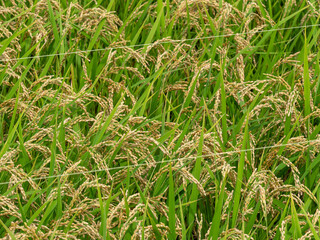 実りを付けた稲のクローズアップ