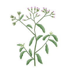 Wild flower hand drawn illustration