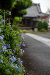 鎌倉249　本興寺1　ルリマツリ