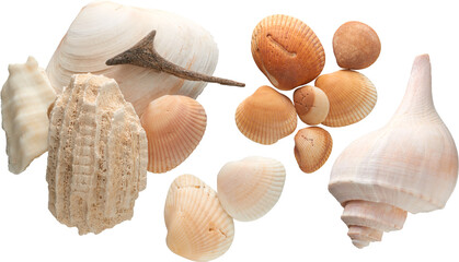Sea shells collection - Ready to use Premium PNG Cutout isolated image.