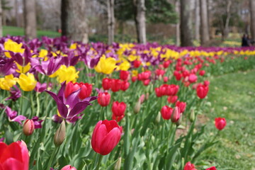 Colorful Flower Gardens Landscape Beautiful Plants 