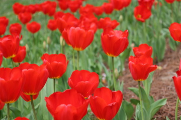 Obraz premium Colorful Flower Gardens Landscape Beautiful Plants 