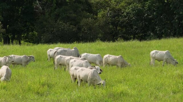This aerial view shows Brahman cows, or Zebu cattle, grazing in the green pastures of Costa Rica, surrounded by dense forests. Captured in 4K, it highlights the regions natural beauty
