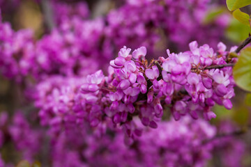 Fototapeta premium Close up of flowering Judas tree (Cercis siliquastrum)