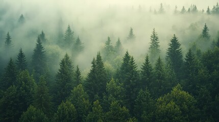 Obraz premium Misty fir forest with soft morning light filtering through the fog