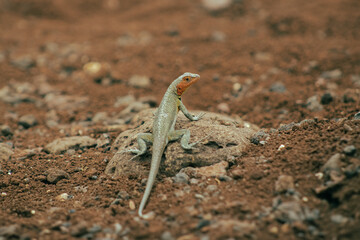 Endemic Encounters: Galápagos Wildlife