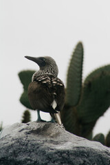 Endemic Encounters: Galápagos Wildlife