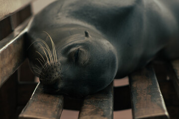 Endemic Encounters: Galápagos Wildlife