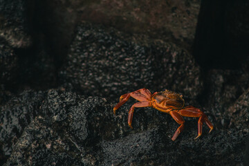 Endemic Encounters: Galápagos Wildlife