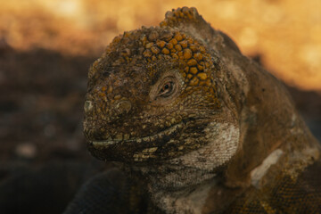 Endemic Encounters: Galápagos WildlifeEndemic 