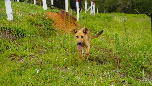 Perrro domestico practicando ejercicio