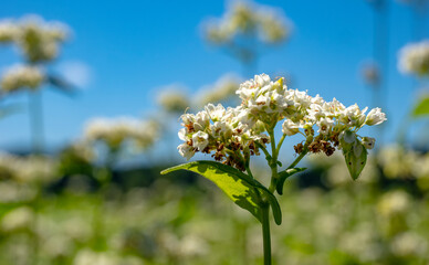 小さくて白い蕎麦の花