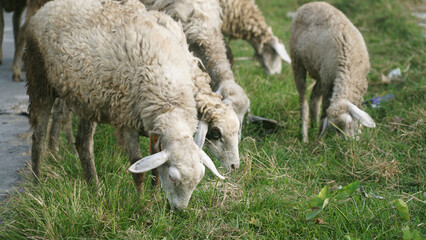 Obraz premium Goats are eating green grass. Focus selected