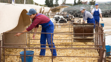 Positive woman farmer worker in uniform preparing water in buckets for taking care of calves at livestock farm