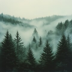 Fototapeta premium Misty fir forest with soft morning light filtering through the fog