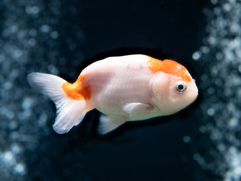 金魚らんちゅう」の写真素材 | 1,496件の無料イラスト画像 | Adobe Stock