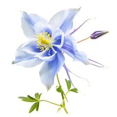 Fototapeta premium Columbine Flower isolated on white background.