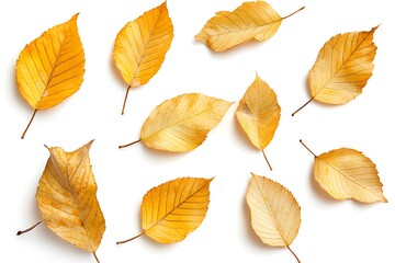 Obraz premium Golden elm leaves, spread out, on white background