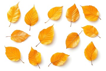 Obraz premium Golden elm leaves, spread out, on white background