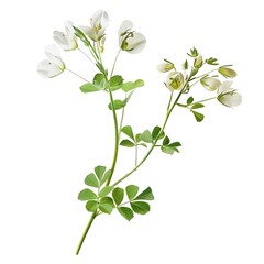 Obraz premium Goat’s rue Flower isolated on white background.
