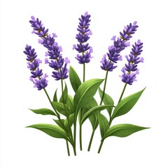 Fototapeta premium A cluster of lavender flowers with green leaves, showcasing natural beauty.