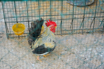 Beautiful native Thai rooster in the cage