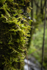 close up de tronco de arbol con musgo