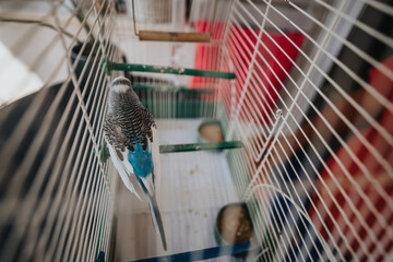 A blue and white budgie rests inside a wire cage with food dishes visible. The scene conveys a...