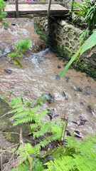 Water and river at forest