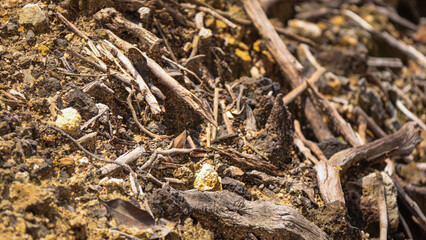 A close-up image of dry twigs scattered over a rocky, sunlit surface. The natural texture of the wood contrasts against the coarse, uneven terrain with patches of yellow soil
