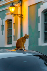 Cat On A Car In Old San Juan