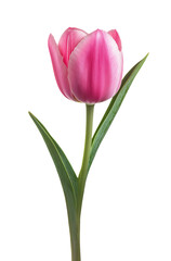 Fototapeta premium A vibrant pink tulip in full bloom with smooth petals and a slender green stem, isolated on a transparent background