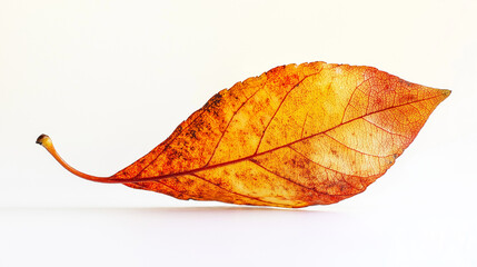 autumn leaf isolated on white