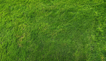Fototapeta premium Lawn grass texture background. Top view from drone.