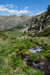 Fototapeta premium Rushing creek and wildflowers. Incles Valley, Andorra