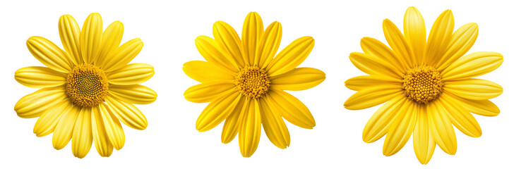 Obraz premium A single bright yellow daisy with perfectly symmetrical petals, isolated on a transparent background