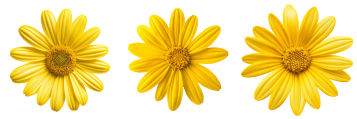 A single bright yellow daisy with perfectly symmetrical petals, isolated on a transparent background