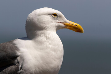 Perched Seagull