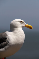 Perched Seagull