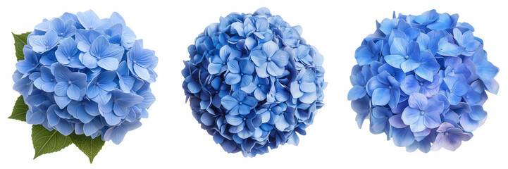 A blue hydrangea bloom with tightly packed petals, isolated on a transparent background