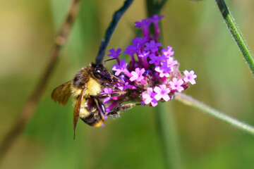 Bumblebee Pollinating Purple Blossoms