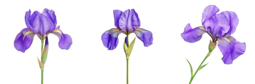 A vibrant purple iris with intricate petal patterns and a slender green stem, isolated on a transparent background