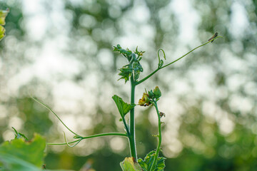 Tomato Plant Thriving Under Sunlight